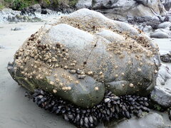 Nucella canaliculata