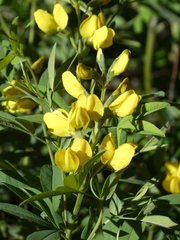 Thermopsis divaricarpa
