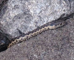 Thamnophis couchii