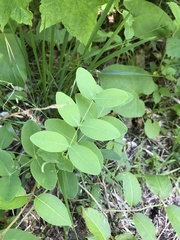 Lathyrus ochroleucus