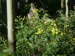 Thermopsis divaricarpa