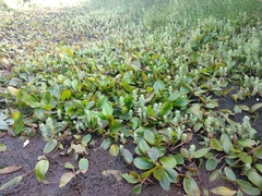 Potamogeton polygonifolius