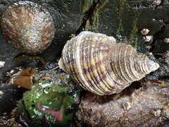 Nucella canaliculata