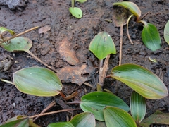 Potamogeton polygonifolius
