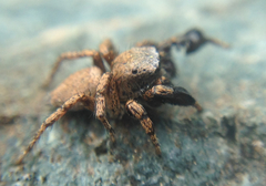 Habronattus oregonensis