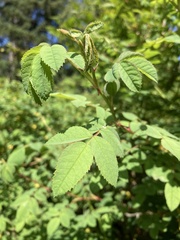Rosa nutkana