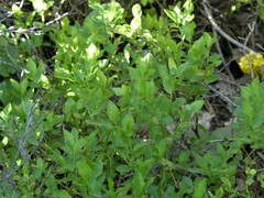 Vaccinium myrtillus
