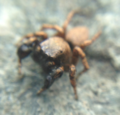 Habronattus oregonensis