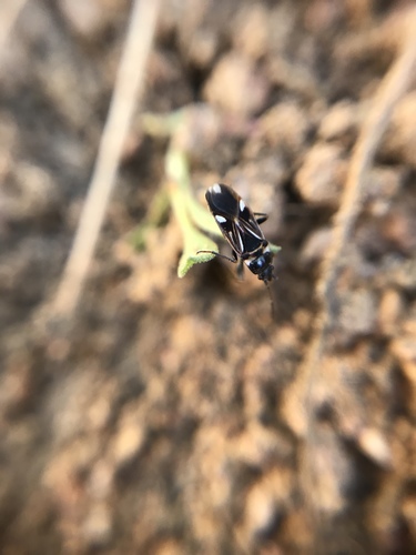 White-spotted groundbug photo 4