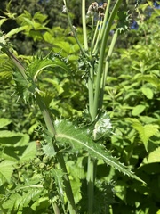 Sonchus asper