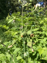 Sonchus asper