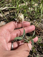 Trifolium eriocephalum