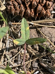 Trifolium eriocephalum