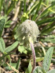 Trifolium eriocephalum