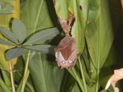 Syconycteris australis