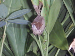 Syconycteris australis