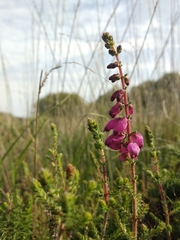 Erica ciliaris