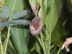 Syconycteris australis