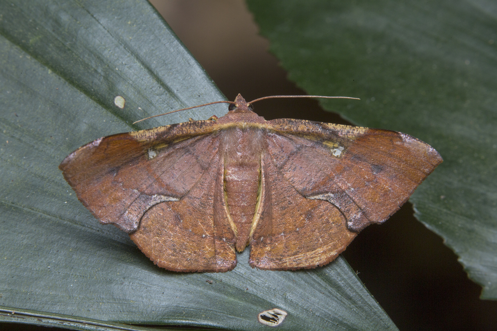 Fascellina castanea