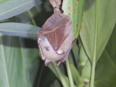 Syconycteris australis