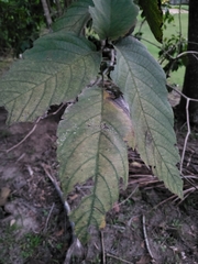 Cordia sulcata