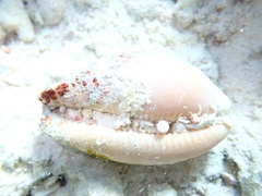 Macrocypraea zebra