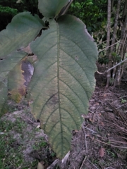 Cordia sulcata