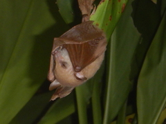 Syconycteris australis
