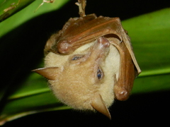 Syconycteris australis