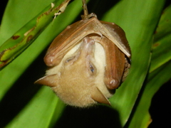 Syconycteris australis