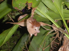 Syconycteris australis
