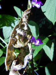 Riptortus abdominalis