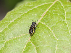 Osmia niveata