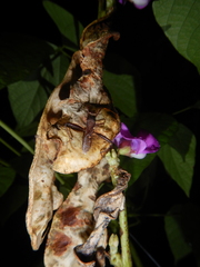 Riptortus abdominalis