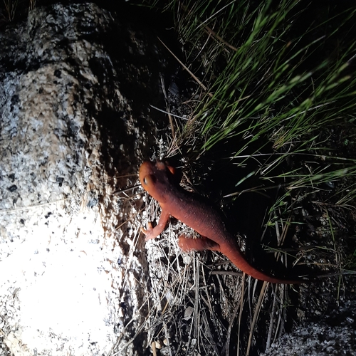 iNaturalist observation photo of Sierra Newt