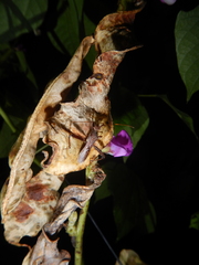 Riptortus abdominalis