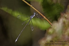 Lestes vigilax