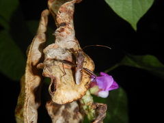 Riptortus abdominalis