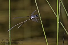 Lestes vigilax