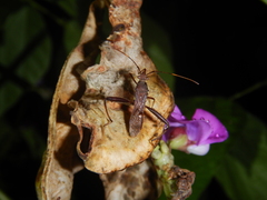 Riptortus abdominalis