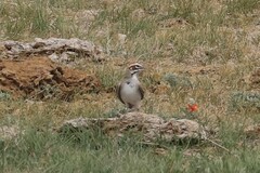 Chondestes grammacus strigatus