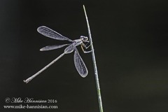 Lestes vigilax