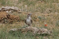 Chondestes grammacus strigatus