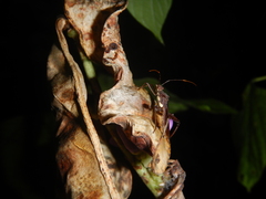 Riptortus abdominalis