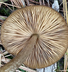 Pluteus granularis
