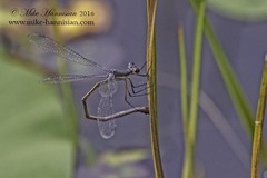 Lestes vigilax