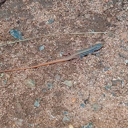 Glittering Sand Lizard