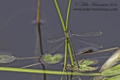 Lestes vigilax