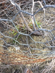 Eucalyptus viminalis pryoriana