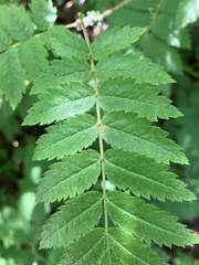 Sorbus aucuparia